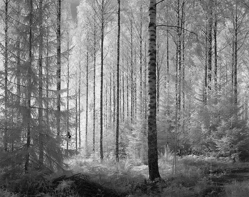 Infrared Panorama of Birch Forest, Central Finland.